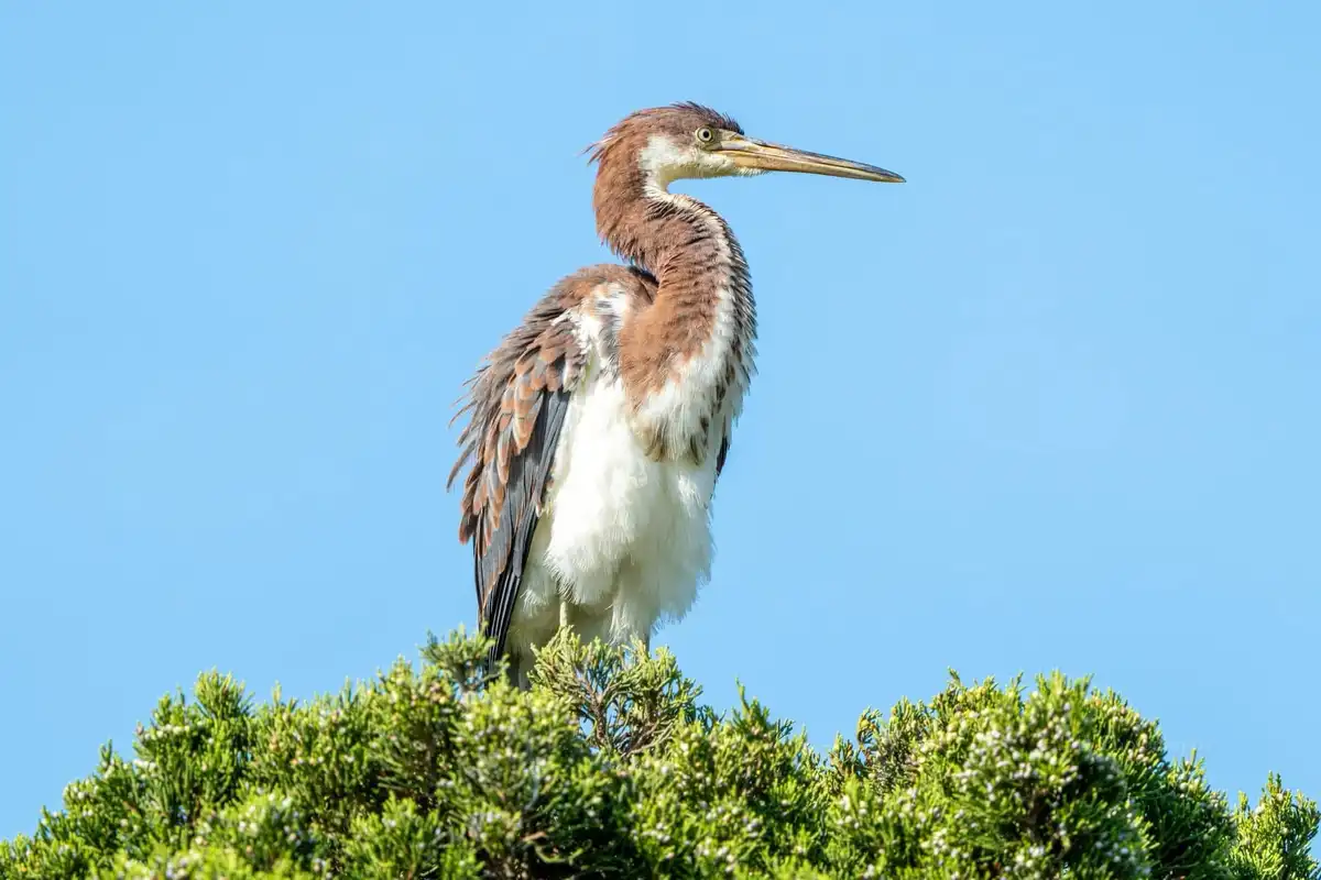 Majestic Heron in Its Natural Habitat