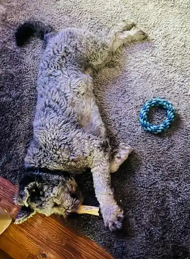 A curly-haired dog with gray and black fur lies on its back on a dark gray carpet, one paw near a blue rope toy, chewing on…