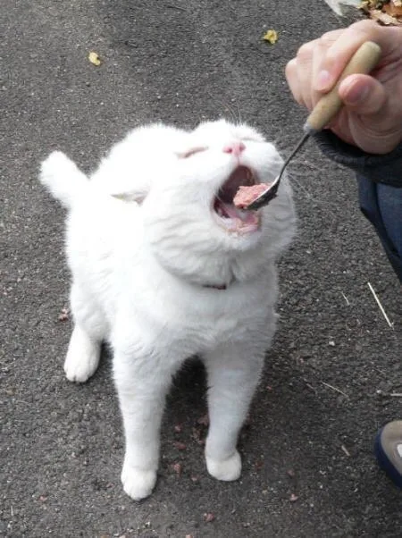 A fluffy white cat stands on pavement with its mouth wide open, eagerly accepting a piece of meat on a spoon held by a human…