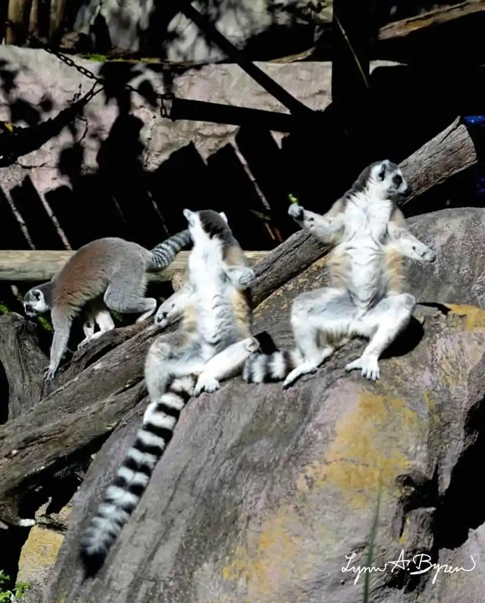 Three ring-tailed lemurs are perched on logs and rocks in a zoo enclosure. One is sitting upright with arms outstretched…