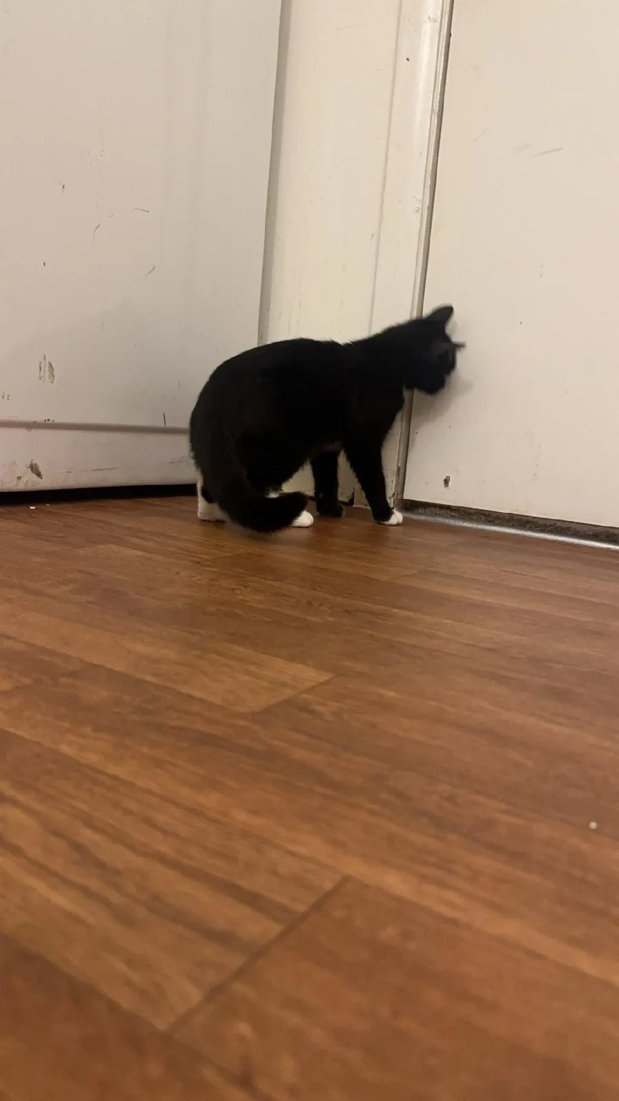 A black cat with white paws stands in a corner, pressing its head against a white door frame on a wooden floor. The overlaid…