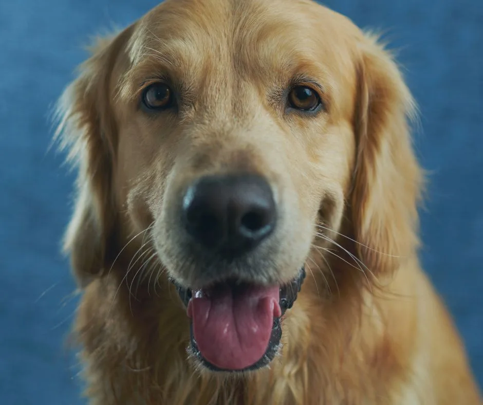 A close-up photo of a golden retriever with a happy, panting expression against a solid blue background. The dog's face…