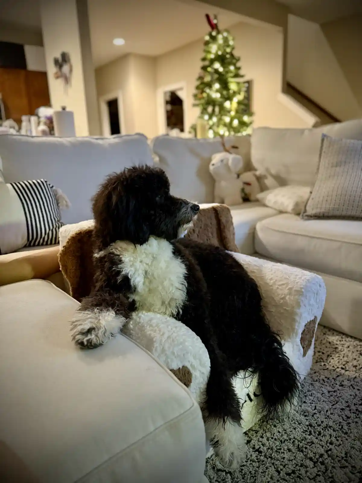 A black and white curly-haired dog is lounging on a white couch with brown cow-print patches, looking off to the side. In…