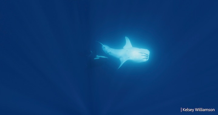 A hammerhead shark swims in deep blue water, illuminated by a bright light source from above, creating a glowing effect…
