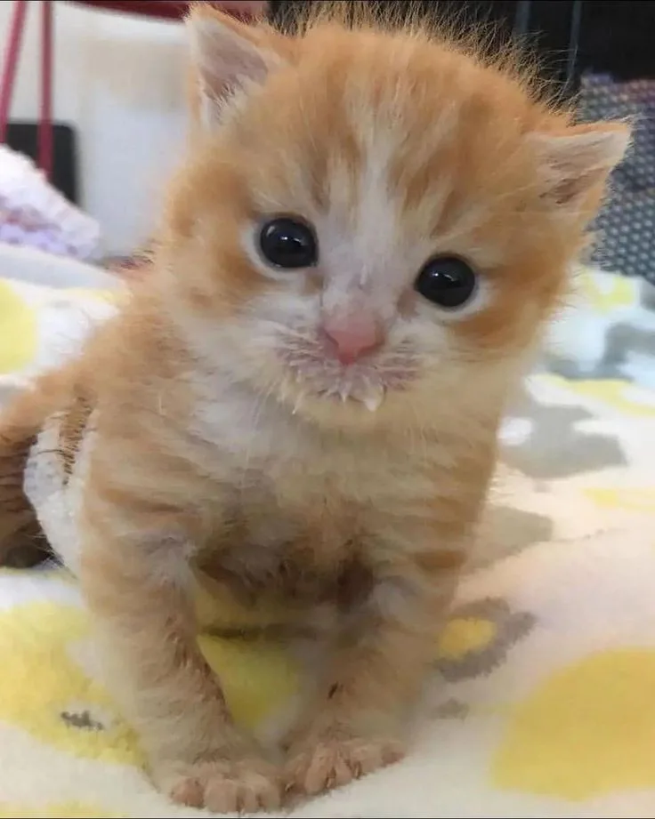 A very young, fluffy orange tabby kitten with large, dark eyes and a slightly scruffy face sits on a yellow and white…