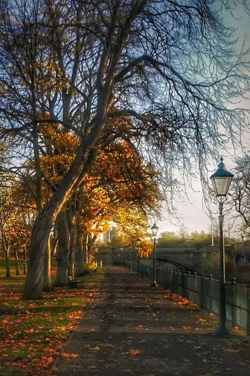 A serene autumn park scene with a pathway lined by trees with golden leaves, some bare branches, and vintage street lamps…