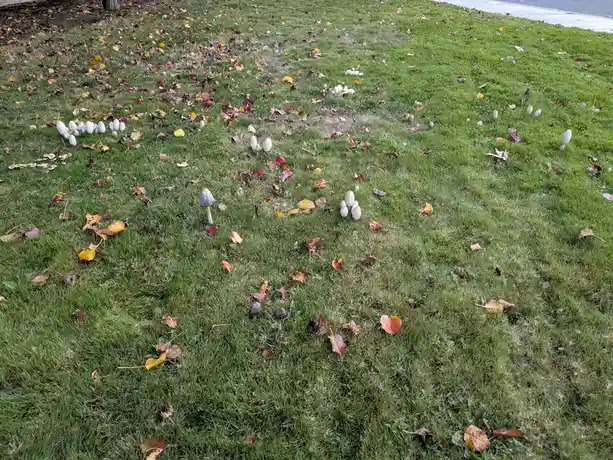 A grassy lawn scattered with fallen autumn leaves and numerous white and brown mushrooms, some clustered together, with the…
