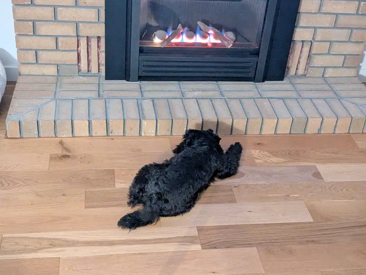 A small black dog with curly fur lies sprawled on a light wood floor, facing a lit gas fireplace with artificial flames and…
