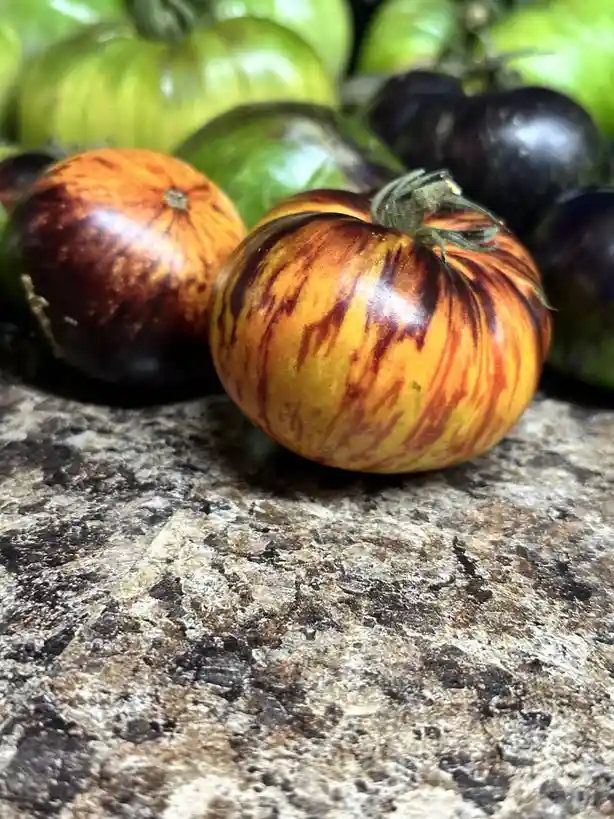 A close-up photo shows several heirloom tomatoes on a speckled countertop, with a prominently featured orange and dark brown…