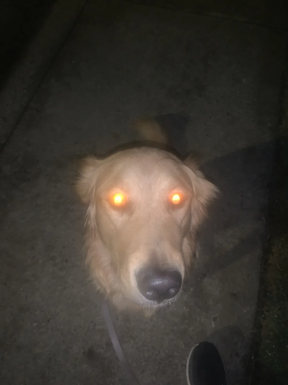 A close-up photo of a golden retriever looking up at the camera at night, its eyes glowing orange from the camera flash. The…