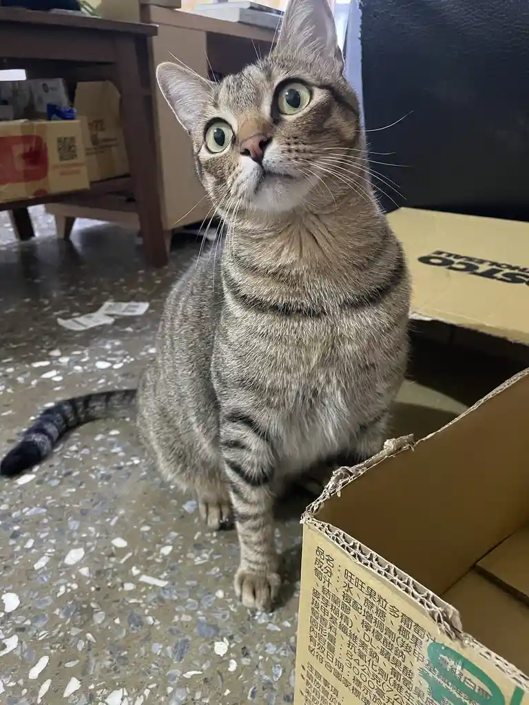 Just a Cat Being Adorable