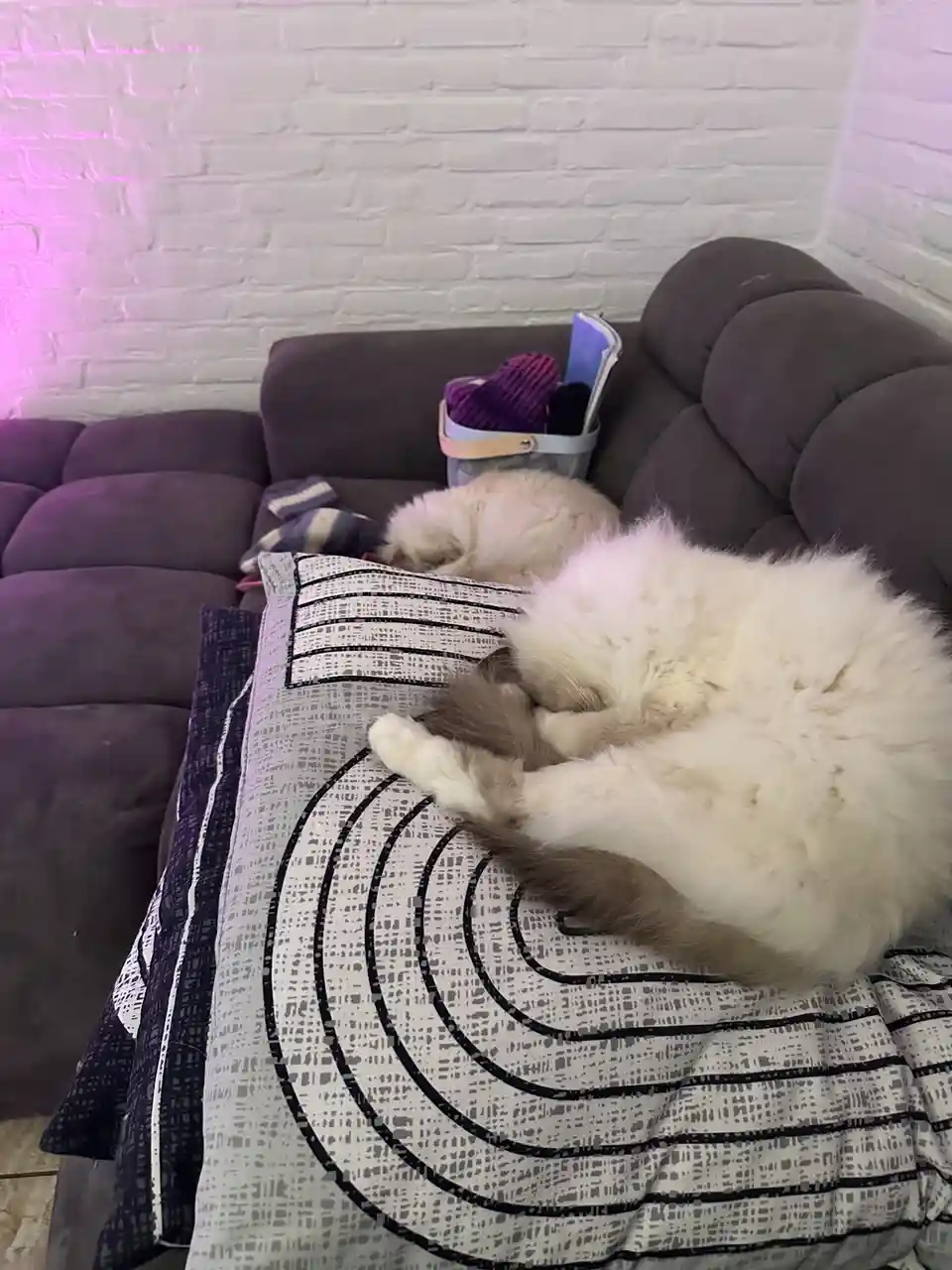 Two fluffy cats are sleeping curled up on a patterned pillow on a dark purple couch. The foreground cat is white with grey…