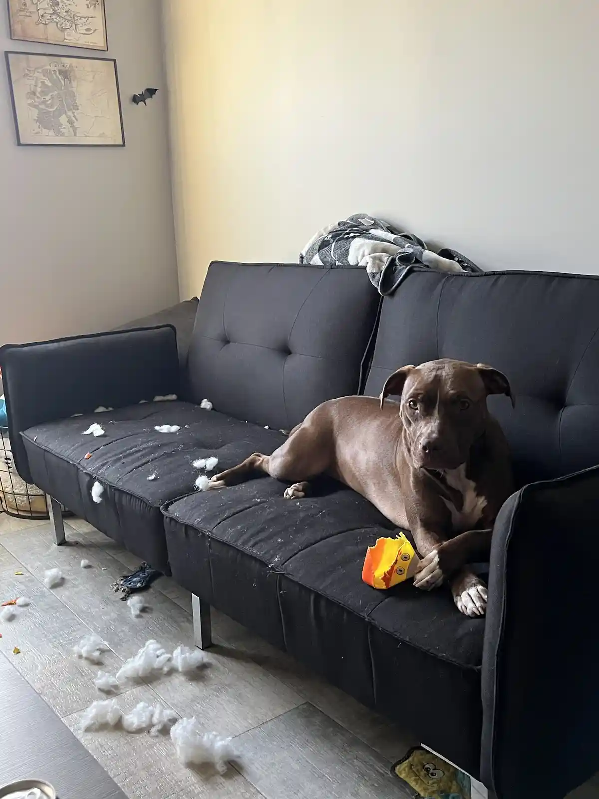 A brown dog with a guilty expression lies on a black couch that has been torn apart, with white stuffing scattered across…