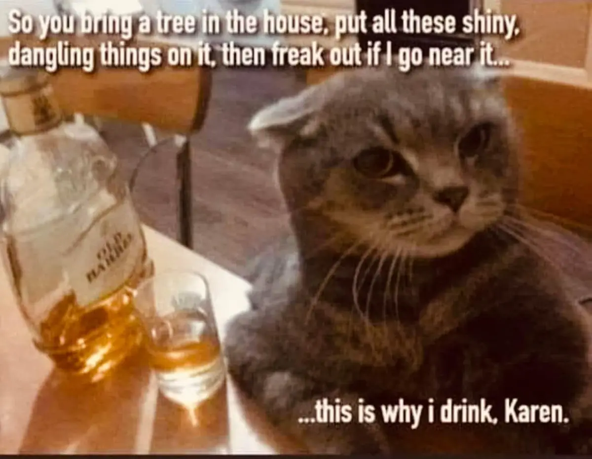 A gray cat with a bored or annoyed expression sits beside a bottle and glass of whiskey on a table. The text overlaid on the…