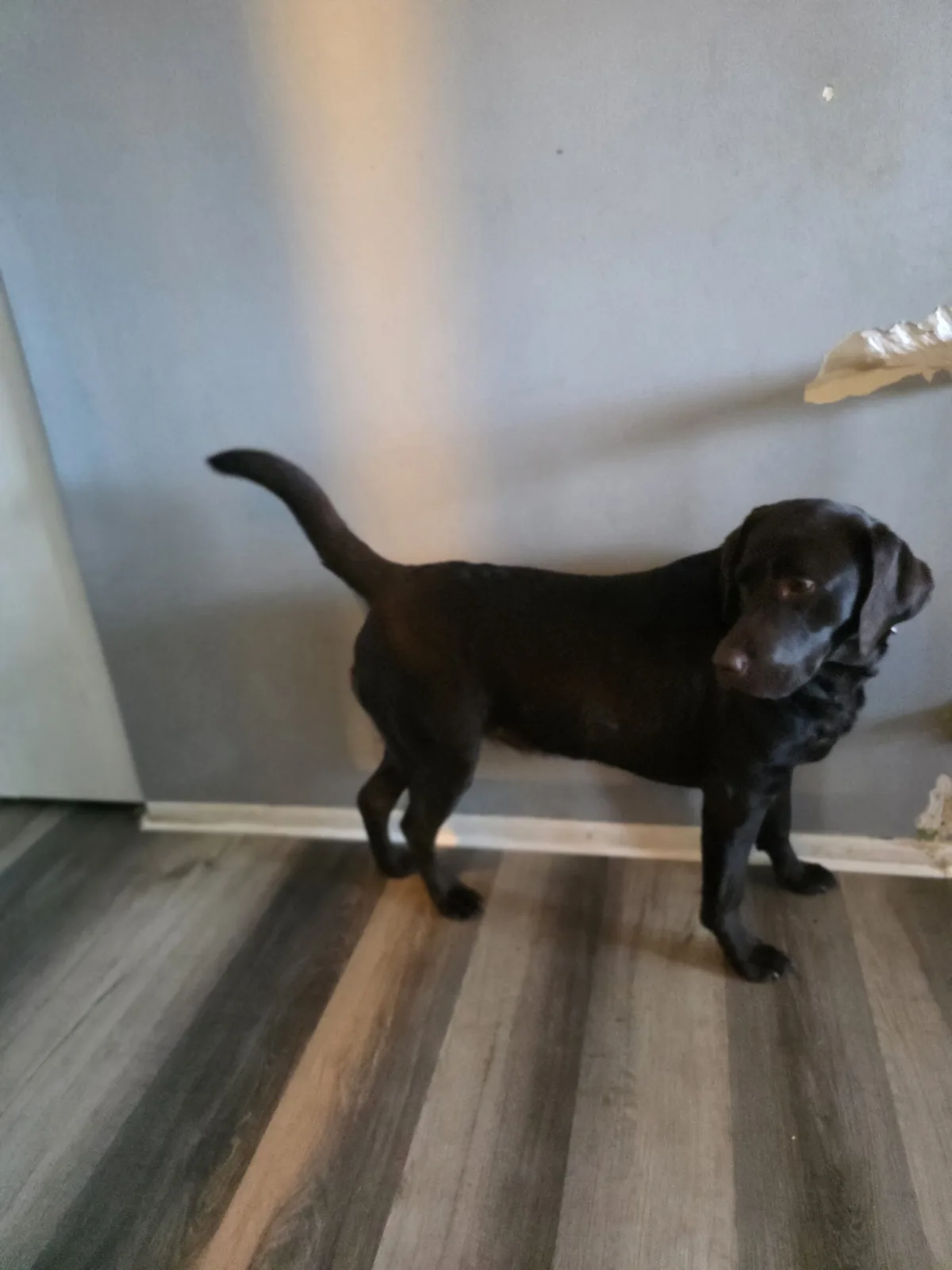 A black Labrador Retriever stands indoors on a striped wood floor, looking directly at the camera with a slightly tilted…