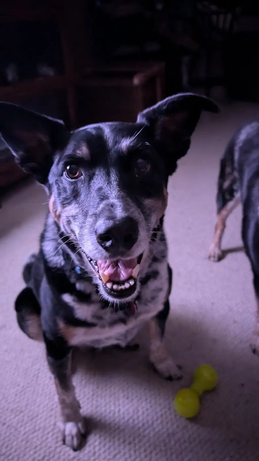 A close-up photo of a black and white speckled dog sitting on a carpeted floor, looking directly at the camera with a tear…