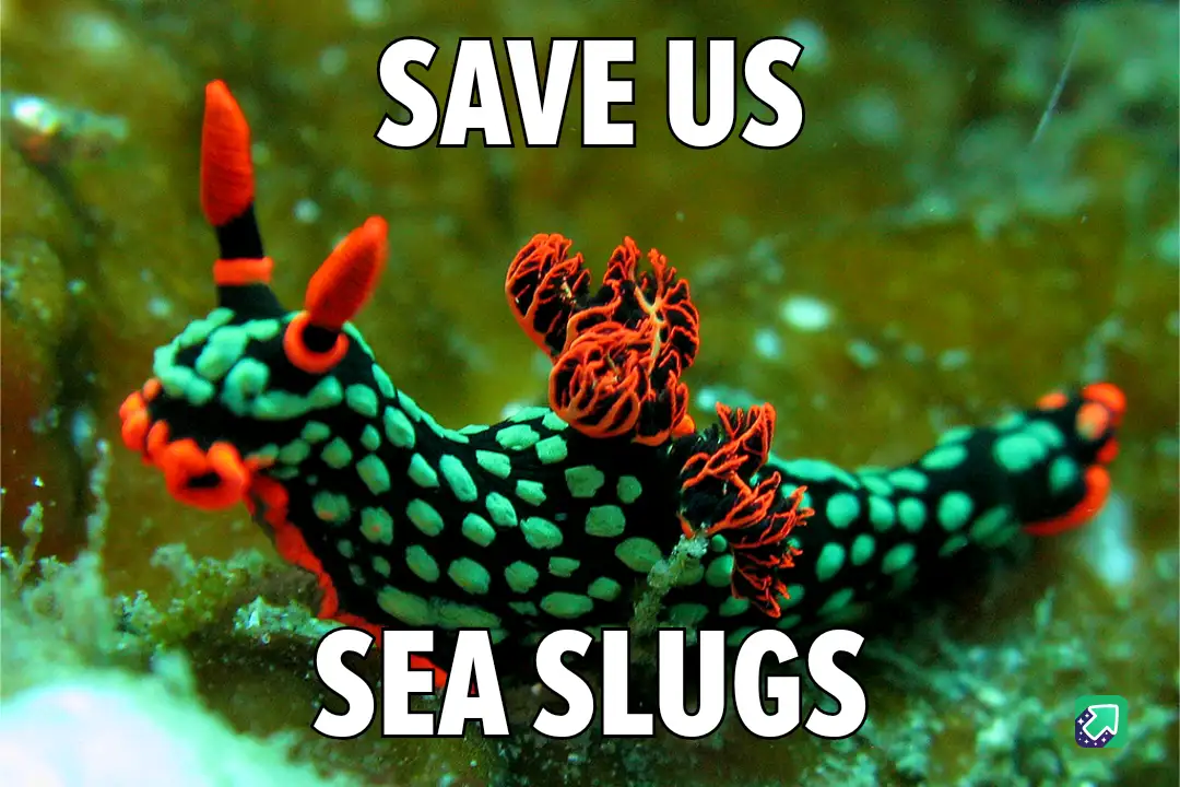 Meet the Donut Nudibranch (Doto greenamyeri)