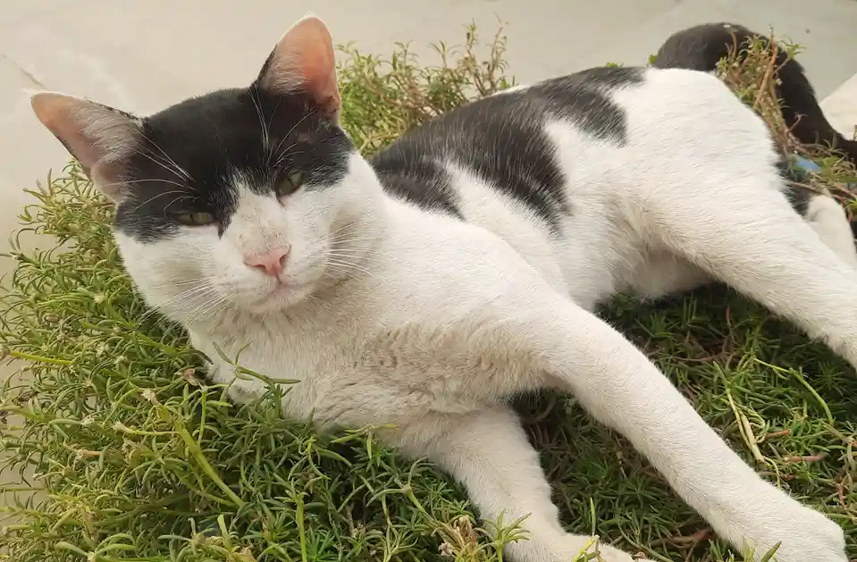 A black-and-white cat lounges lazily in green foliage, looking directly at the camera with half-closed eyes. The overlaid…