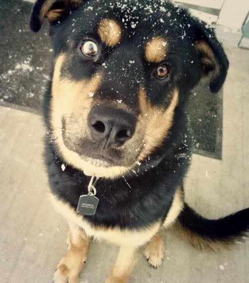 A black and tan dog with snowflakes on its face and fur looks directly at the camera with wide, startled eyes. The dog wears…
