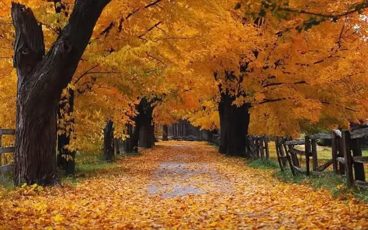 A picturesque autumn scene shows a path lined with tall trees whose leaves are a brilliant golden-yellow, covering the…