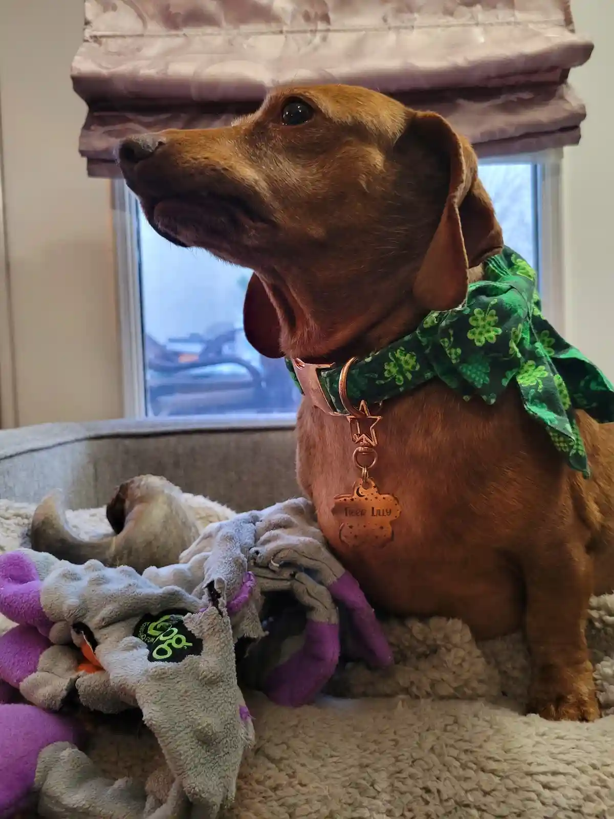 A brown dachshund sits on a fluffy bed next to dog toys, wearing a green shamrock-patterned bandana and a rose-gold collar…