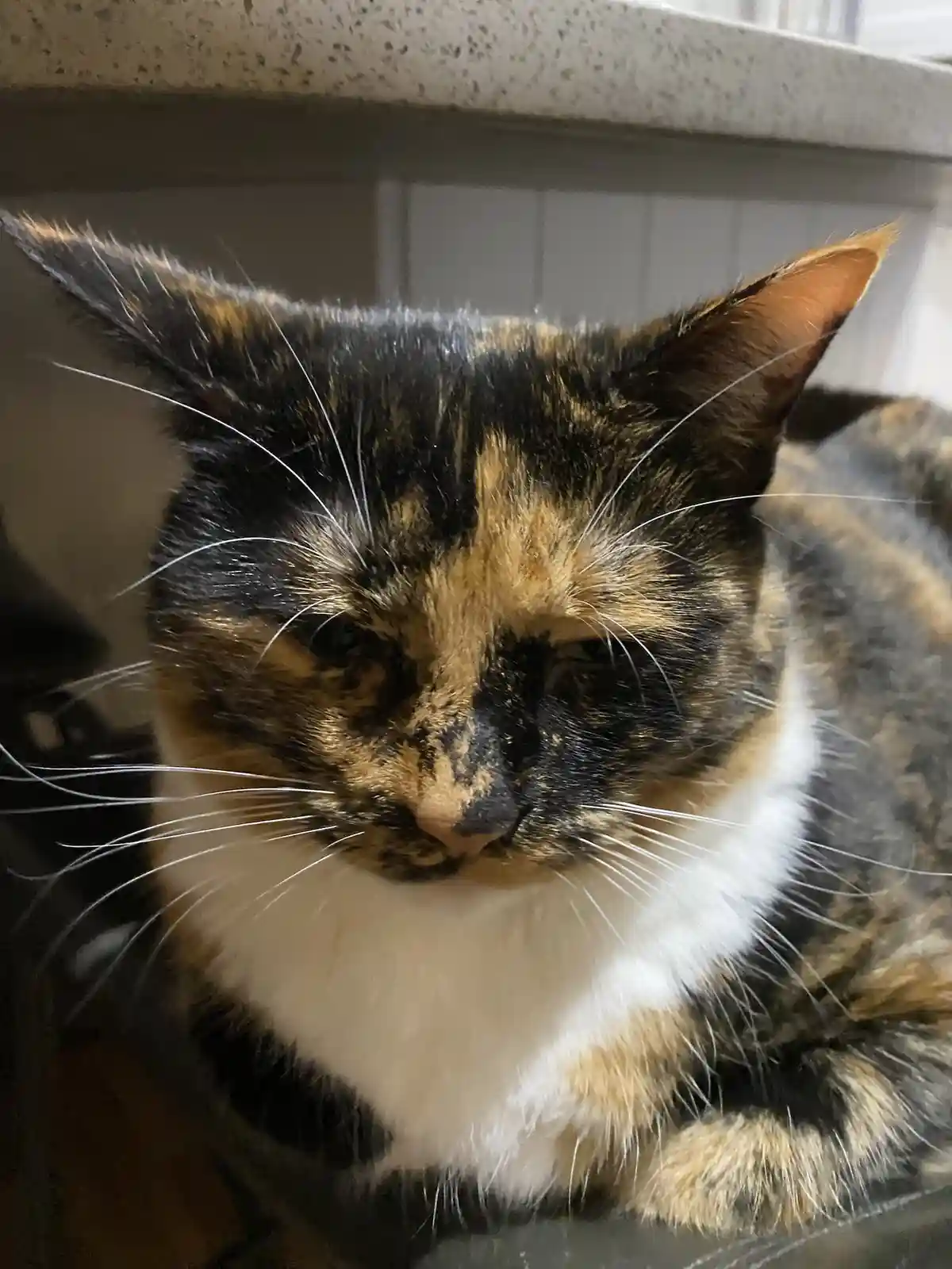 A close-up photo of a calico cat with black, orange, and white fur, looking directly at the camera with a sleepy…