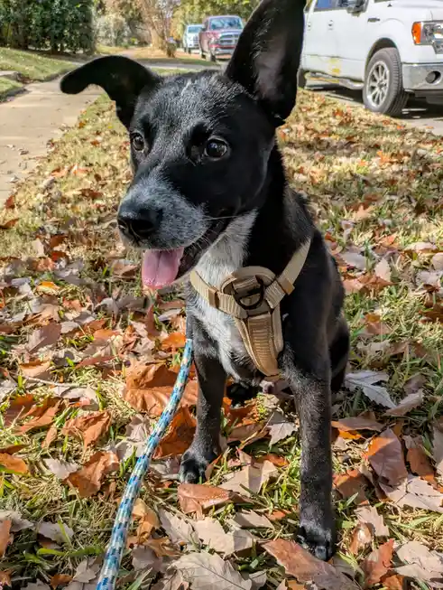 A black and white dog with one floppy ear and one perked ear stands on grass covered in autumn leaves, wearing a tan…