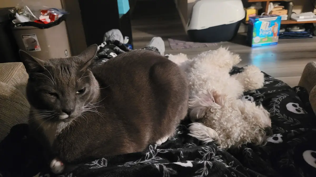A gray cat with a disgruntled expression sits on a black blanket with white skull patterns, next to a fluffy white dog lying…