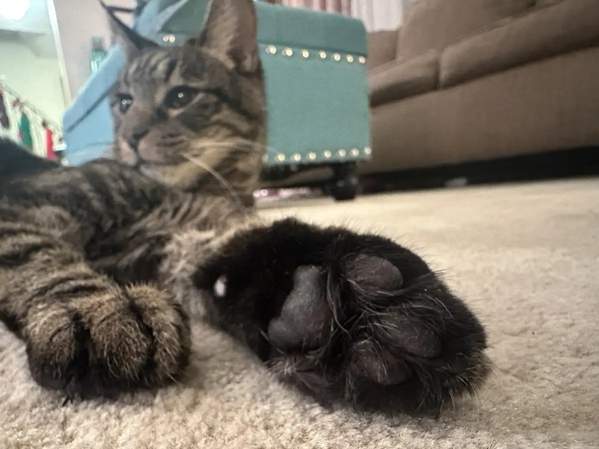 A tabby cat is lying on a beige carpet with one paw prominently displayed and the other tucked under its body, looking…