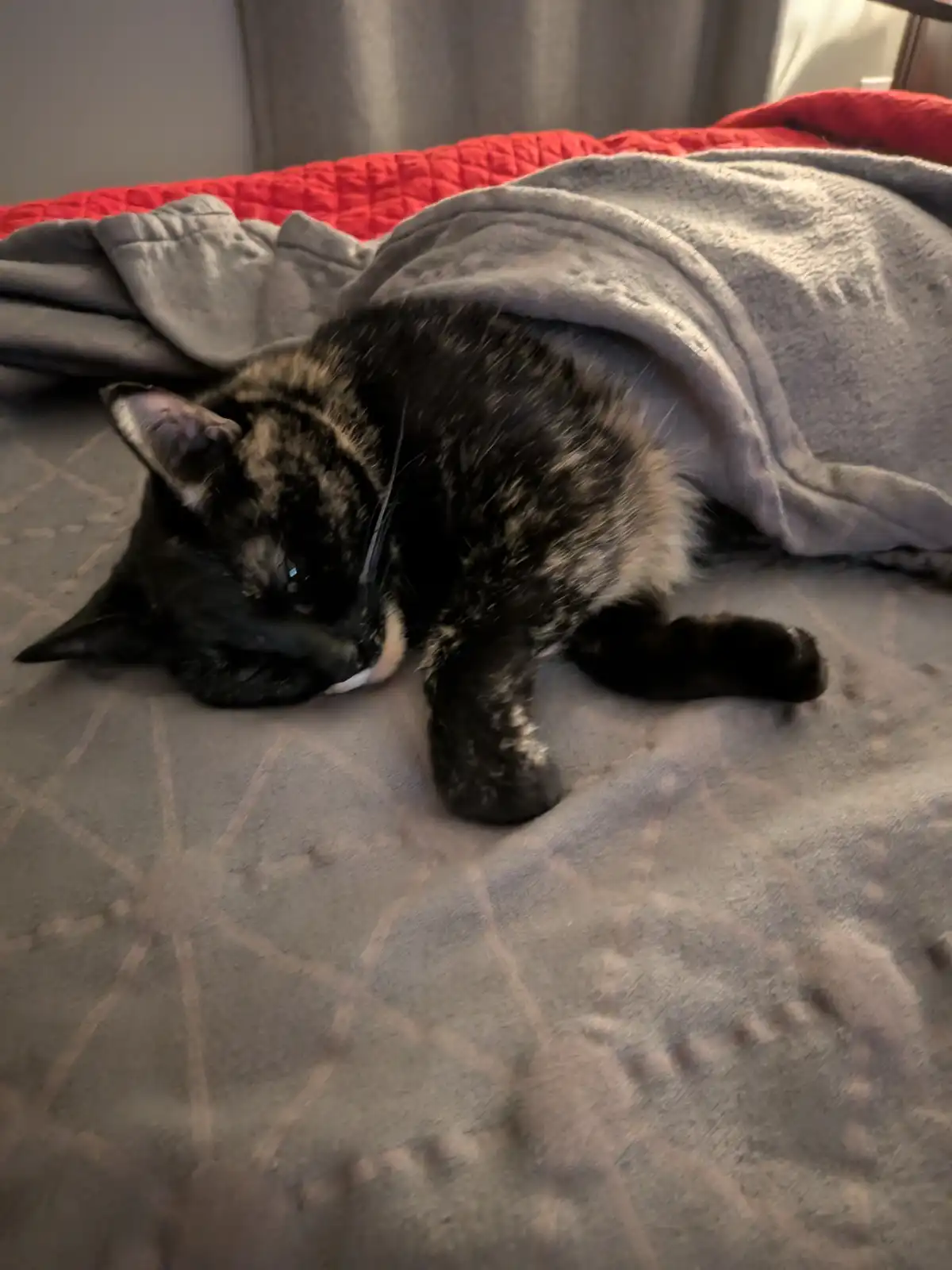 A black and brown tortoiseshell cat lies curled up on a gray bedspread, partially covered by a gray blanket, with one paw…