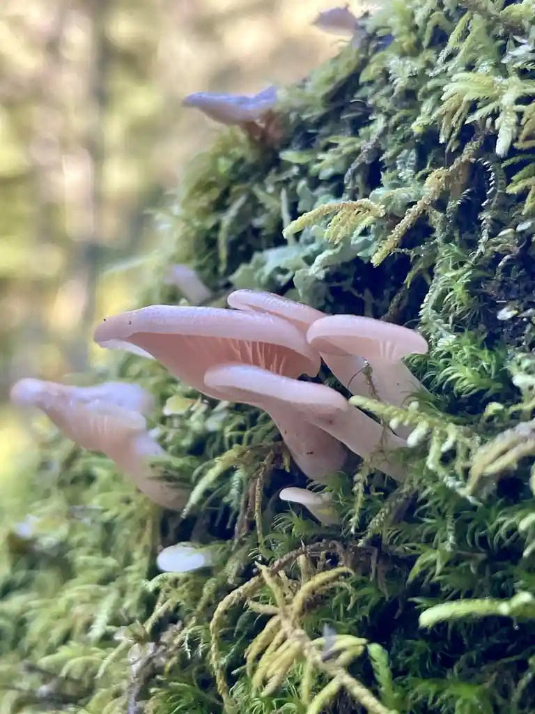 A close-up photo shows several pale pink, delicate mushrooms growing in a cluster on a lush, green moss-covered surface. The…