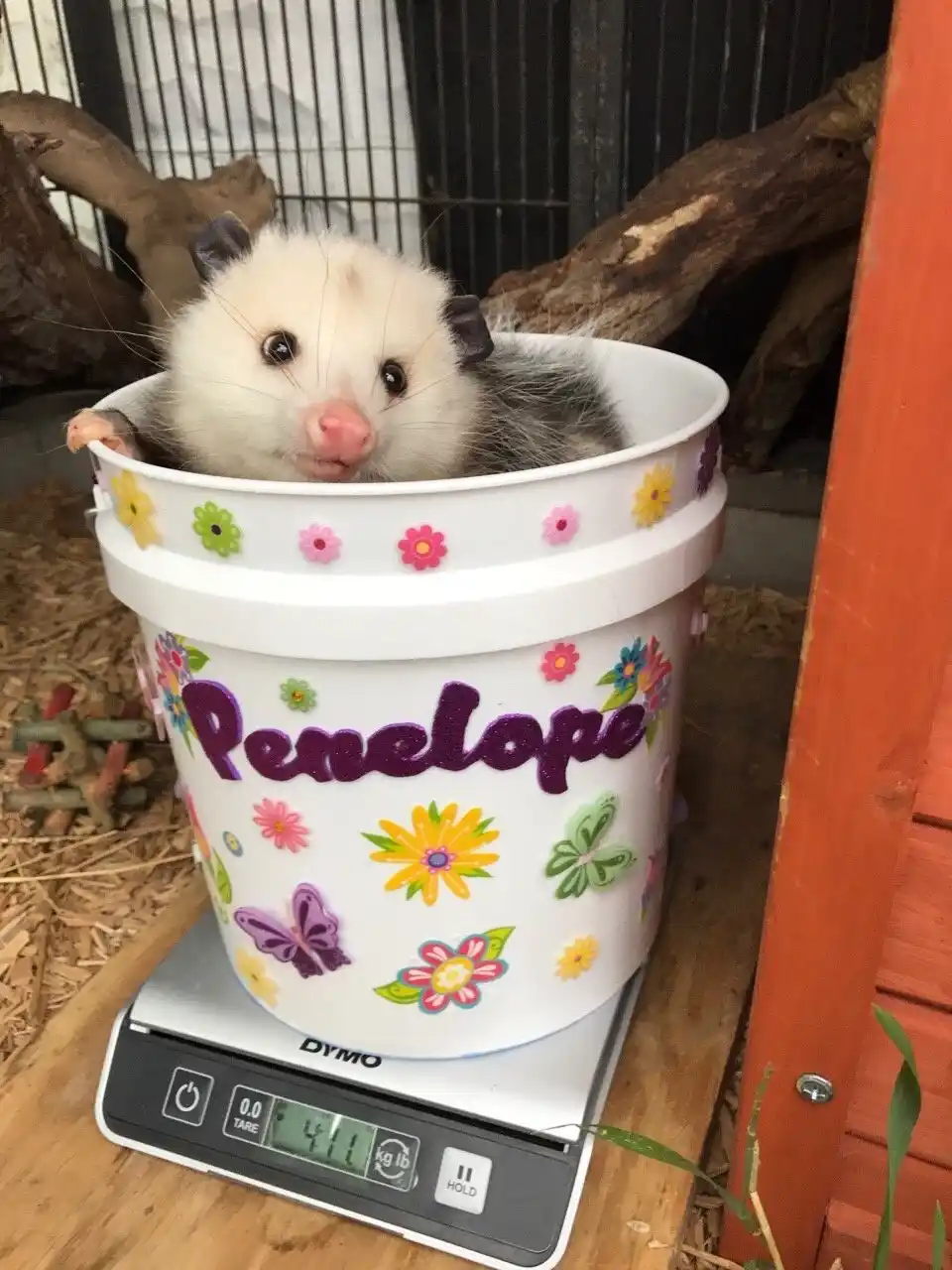 A small, fluffy white and gray opossum with large dark eyes and a pink nose is peeking out from the top of a white plastic…