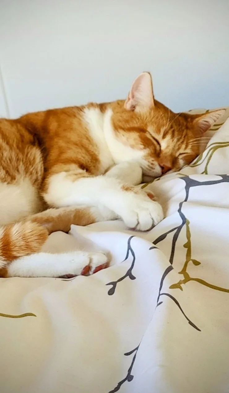 An orange and white cat is curled up asleep on a bed with a white comforter featuring black and green branch-like patterns…