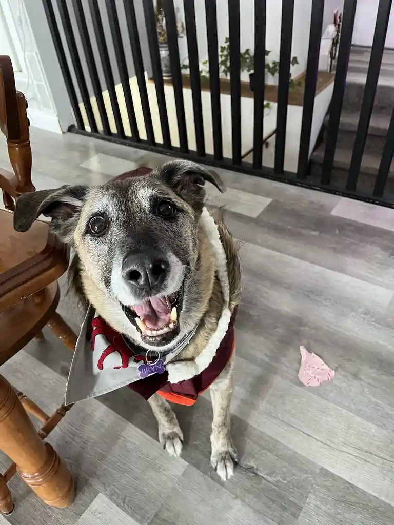 A medium-sized dog with a grizzled coat and expressive eyes sits on a gray wood-laminate floor, wearing a festive red and…