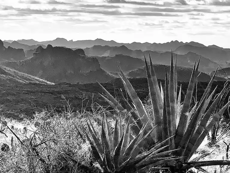 A black-and-white photograph shows a spiky agave plant in the foreground with layered mountain ranges receding into the hazy…