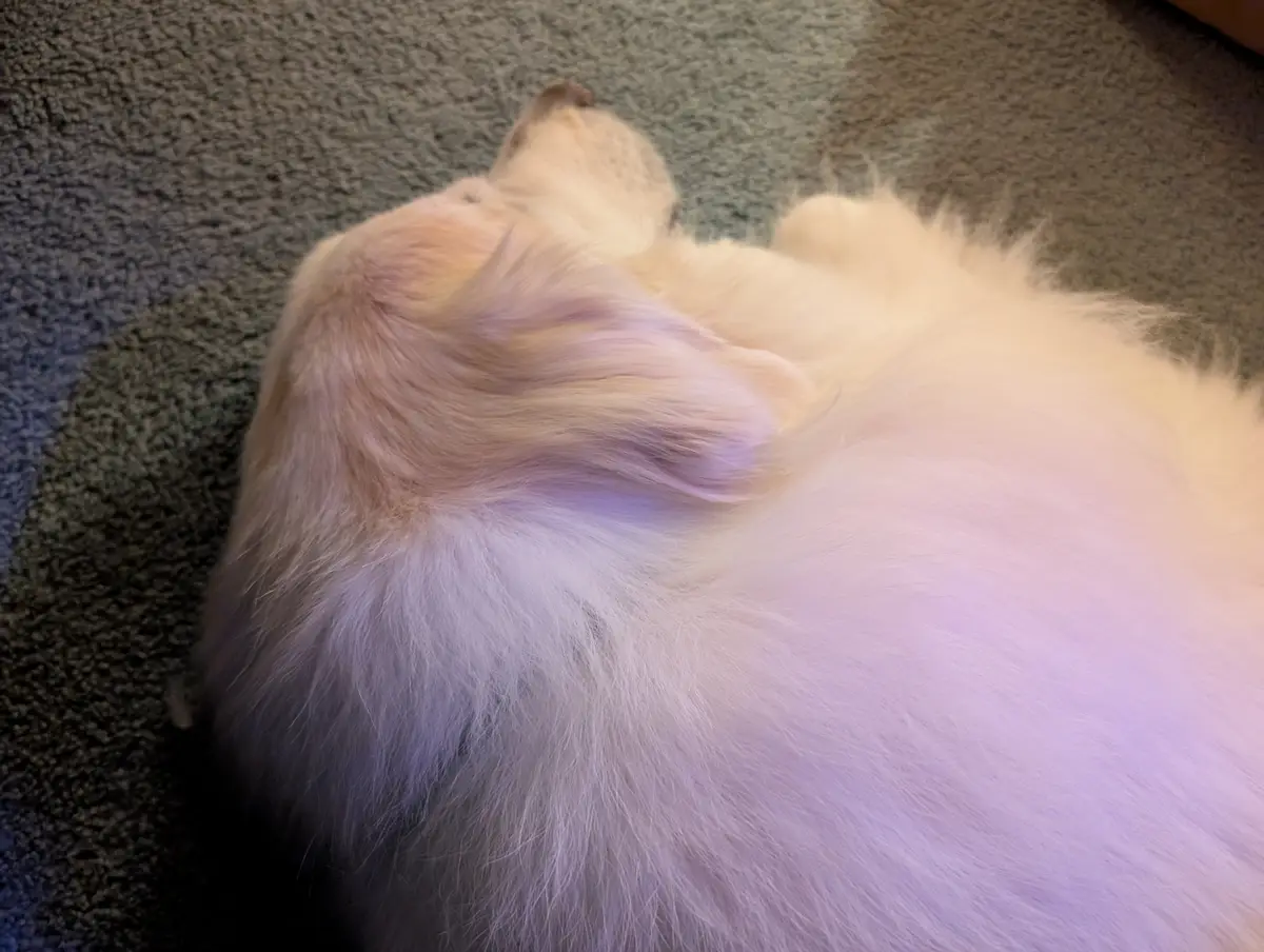 A fluffy white dog is lying on its back on a gray carpet, appearing to be asleep or resting. The dog's head is turned away…