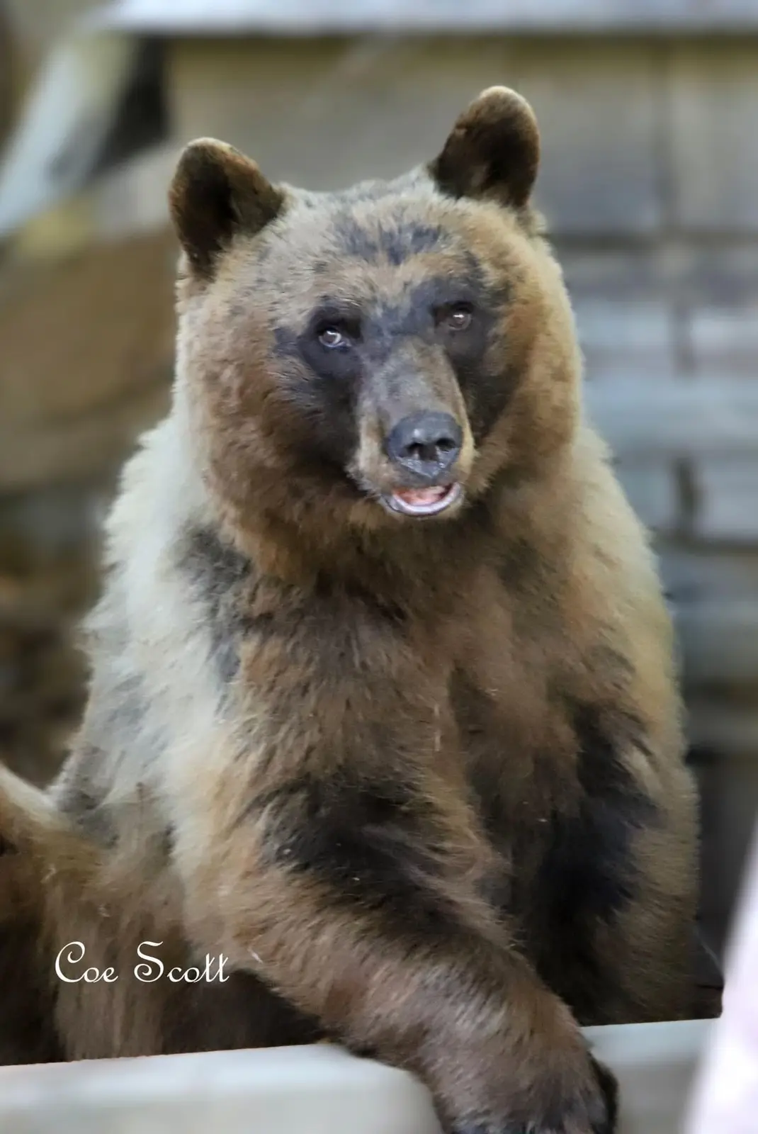 A close-up photo of a brown bear sitting upright, looking directly at the camera with a slightly open mouth and a calm…