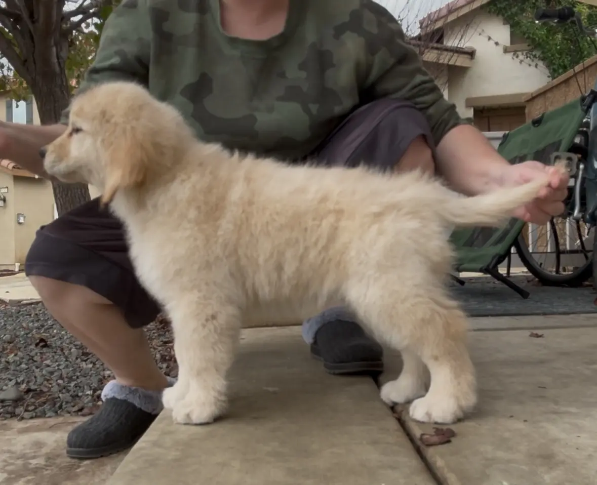 A person in a camouflage shirt and slippers is crouching outdoors, holding the tail of a fluffy golden retriever puppy that…