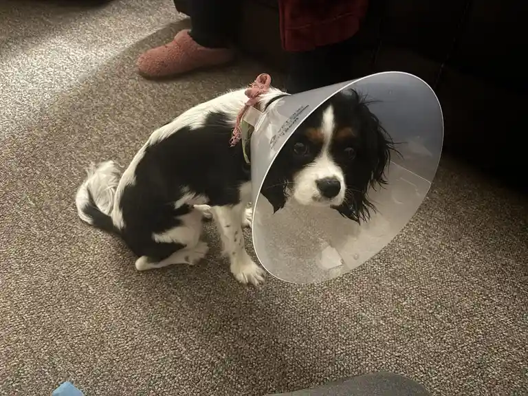Nona Has Been Spayed!