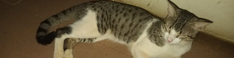Gatico Sequel: The Adventure Continues