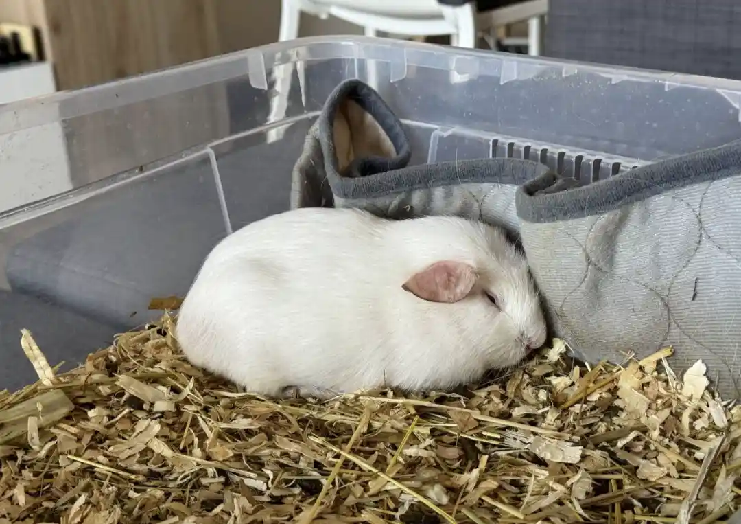 A white guinea pig is curled up and sleeping inside a clear plastic container filled with hay bedding, resting its head…