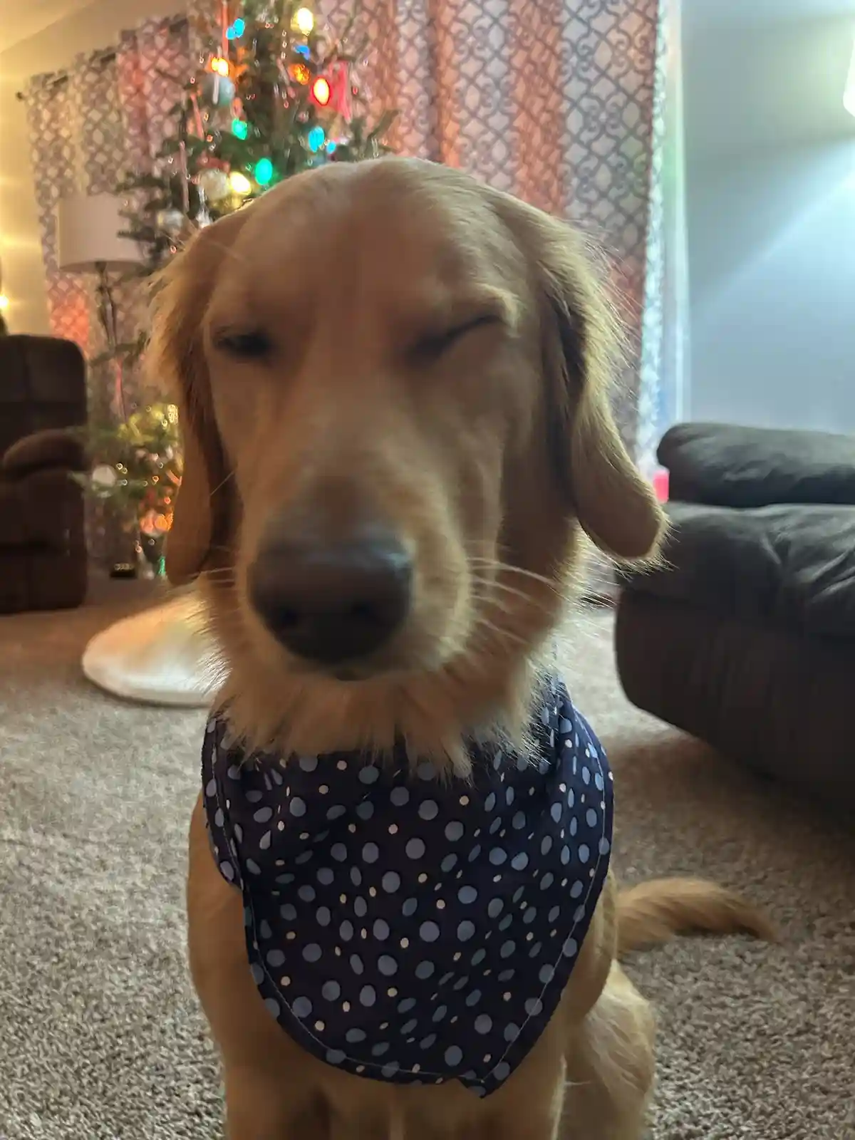 A golden retriever wearing a blue polka-dot bandana sits on a carpeted floor with one eye closed and the other half-open…