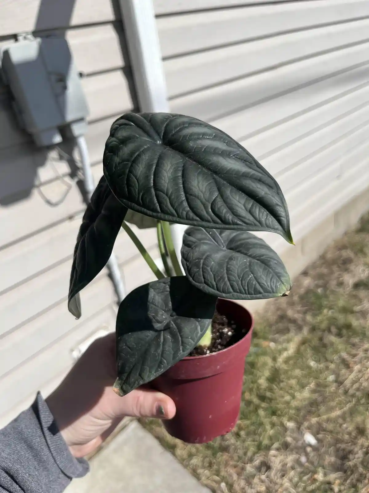 A hand holds a small potted plant with large, deeply veined, dark green leaves that appear almost black, set against a…