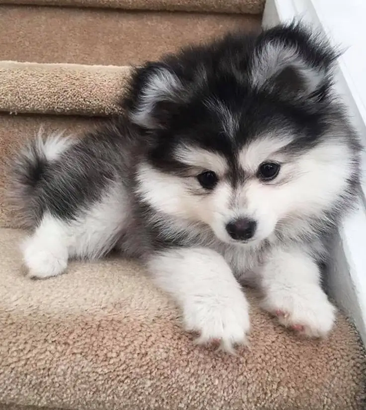 A small, fluffy black-and-white puppy with large dark eyes lies on a beige carpeted staircase, looking directly at the…