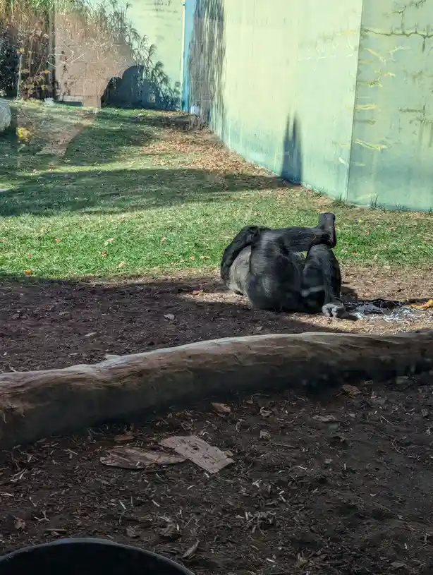 The Last Hurrah of Halloween Zoo Adventures!