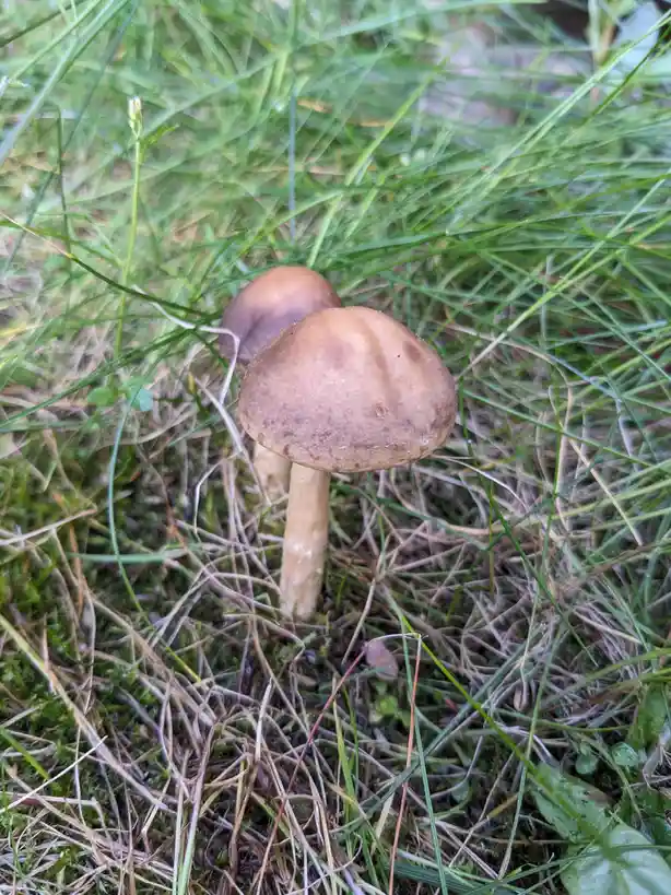 Two small, brown-capped mushrooms with light-colored stems grow among green and dry grass in a forest floor setting. The…