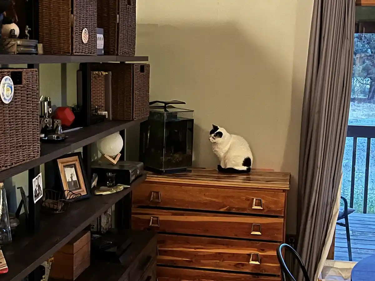 A white and black cat sits atop a wooden dresser, looking intently at a fish tank beside it. The room has shelves with…