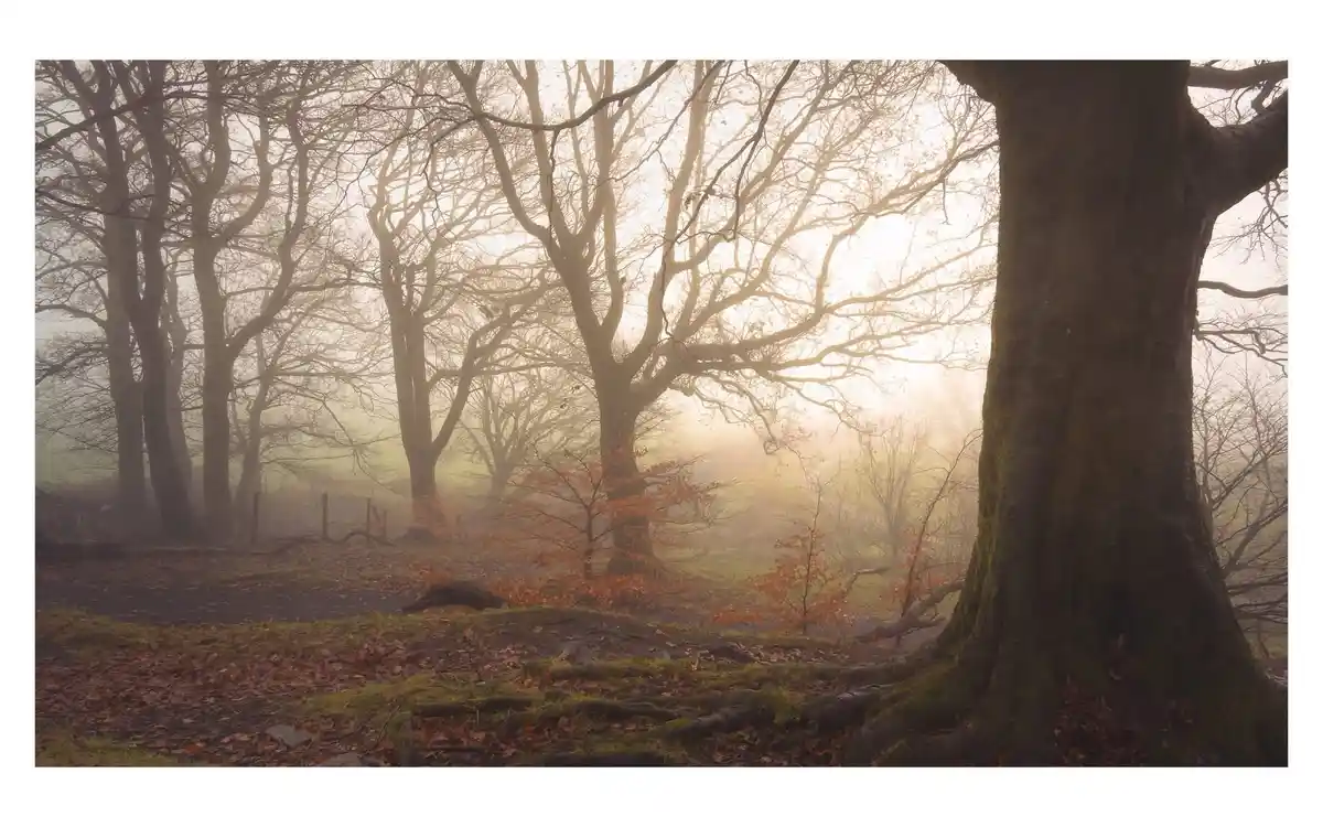 A serene, misty forest scene with bare trees and golden sunlight filtering through, featuring mossy tree roots and fallen…