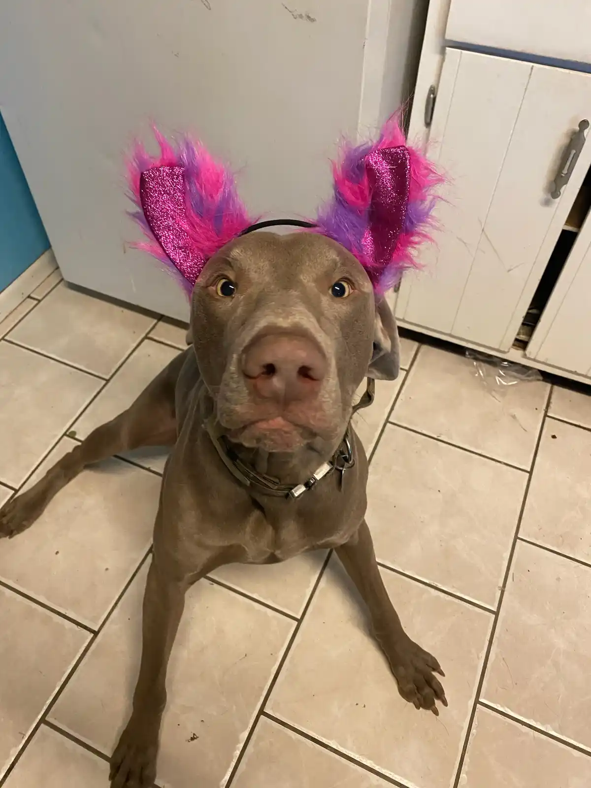 A grey Weimaraner dog sits on a tiled floor looking up with wide eyes, wearing a bright pink and purple glittery bunny ear…