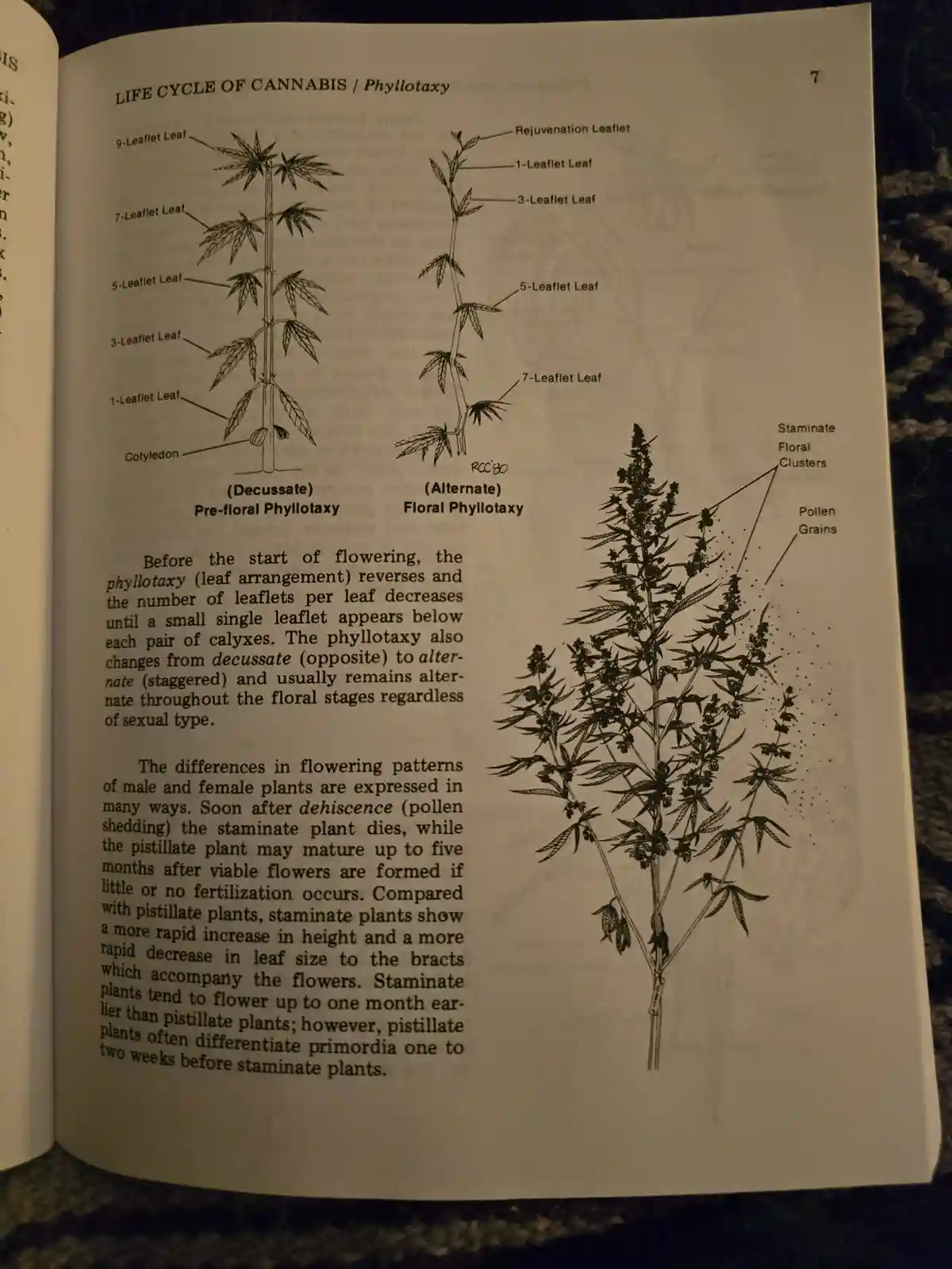 A page from a botanical book showing detailed diagrams of cannabis plants, labeled with terms like 'Pre-floral Phyllotaxy'…